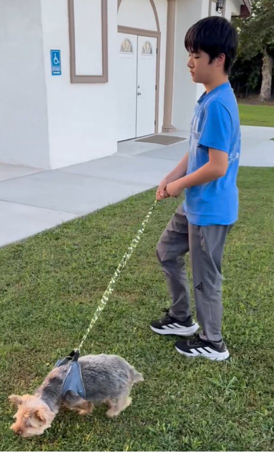 Walking dog in PupSling